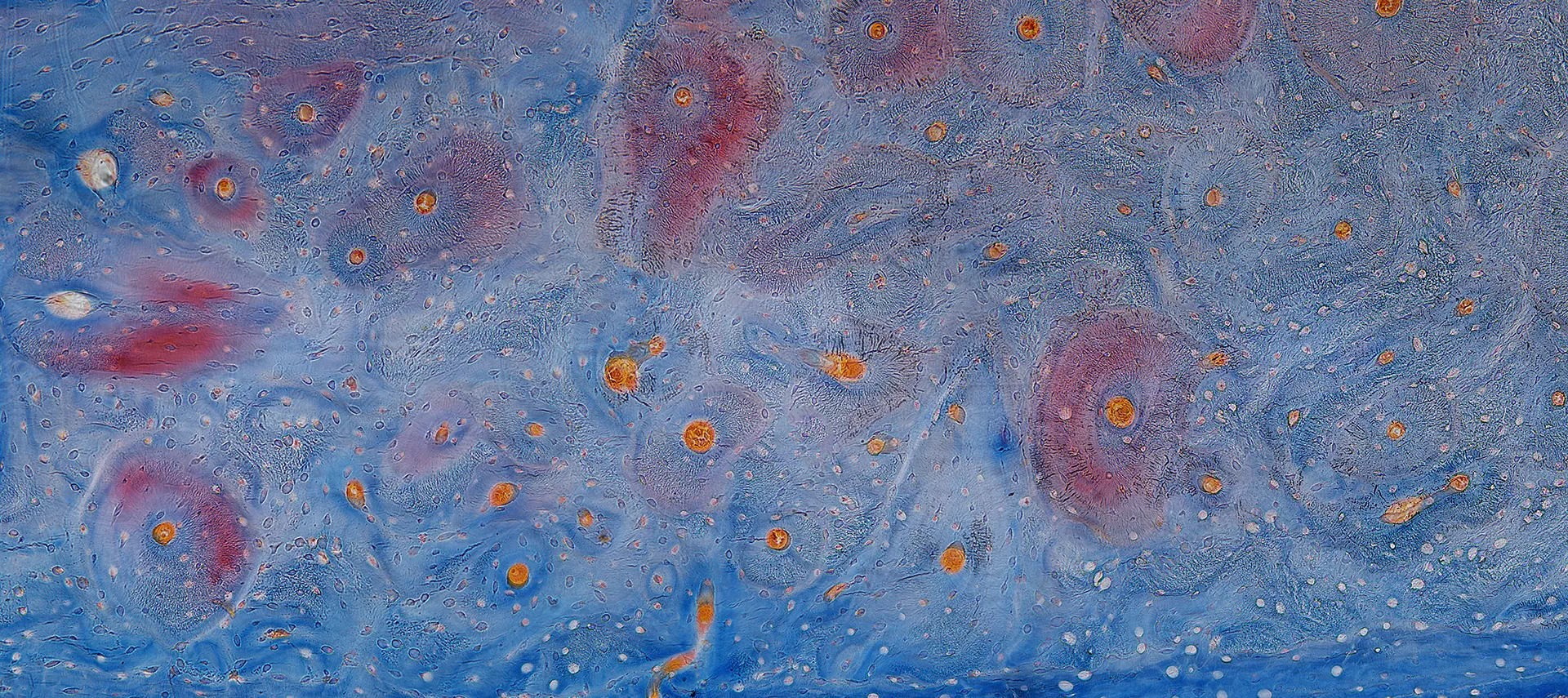星空No.8。未脱钙骨组织磨片，×200，明视野+ 偏振光，2019