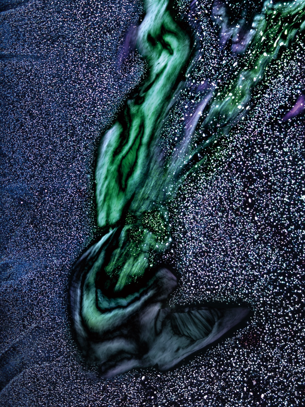 w-1-日出, 骨髓组织切片, X200倍, 明视野, 2012.jpg