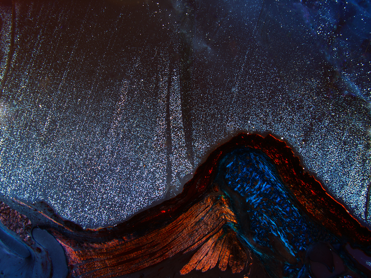 w-1-日出, 骨髓组织切片, X200倍, 明视野, 2012.jpg