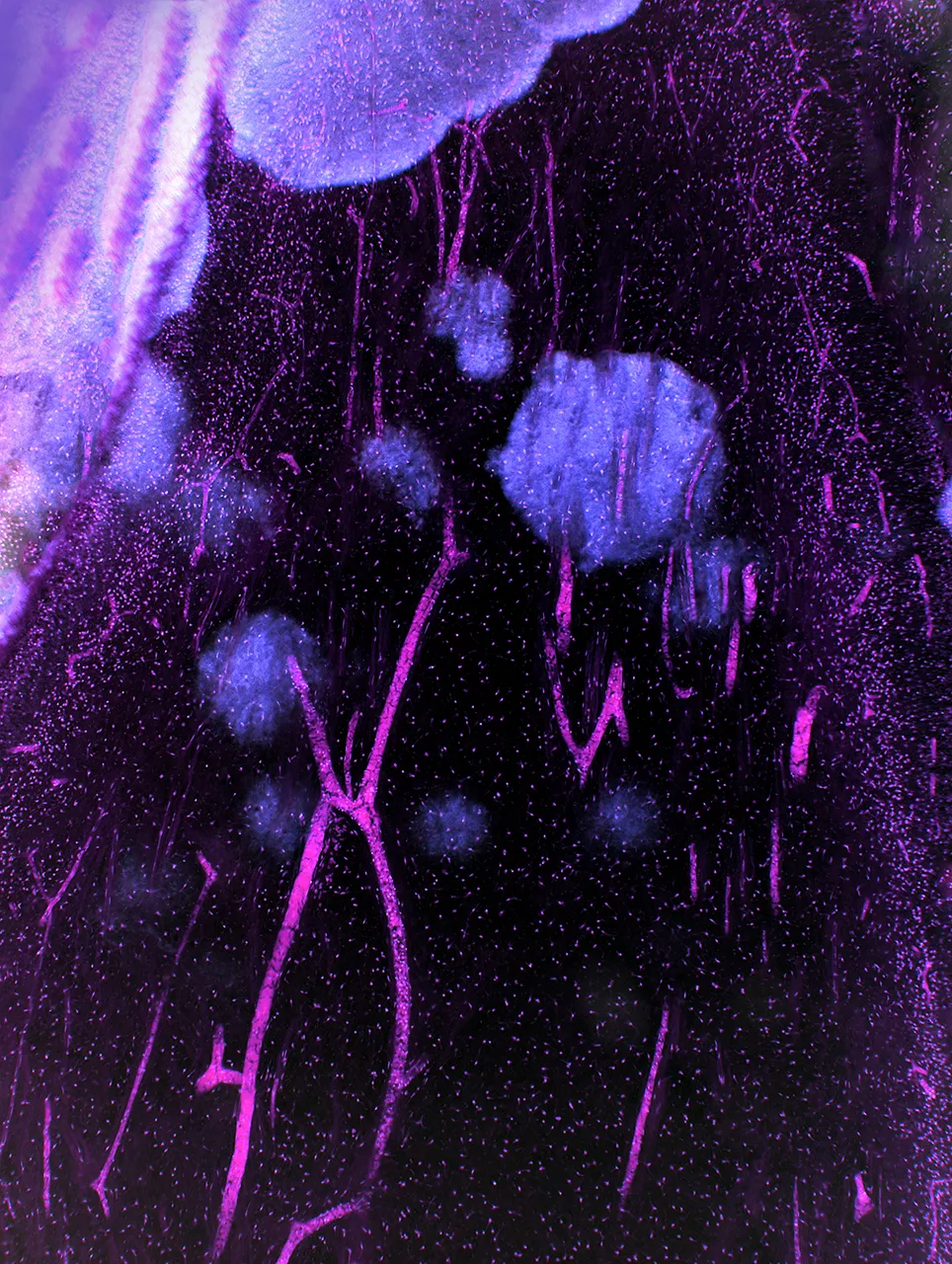 紫雨。牙髓组织切片，X40，荧光，2011