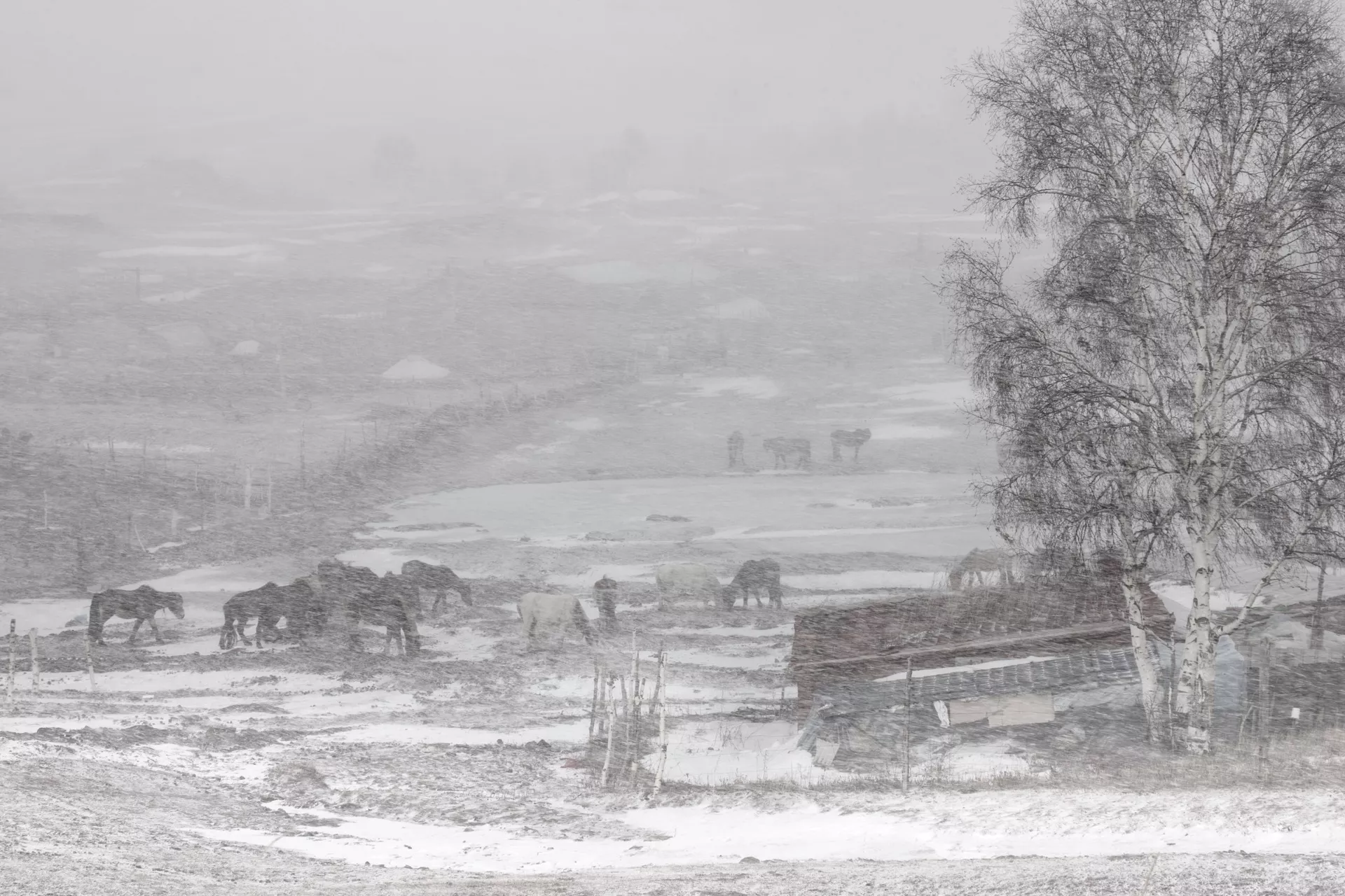 14c-2013-4坝上牧场春雪_resize.jpg