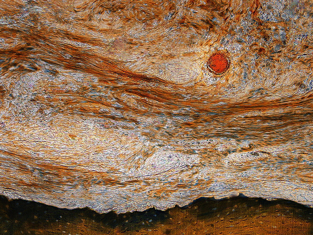 w-1-日出, 骨髓组织切片, X200倍, 明视野, 2012.jpg