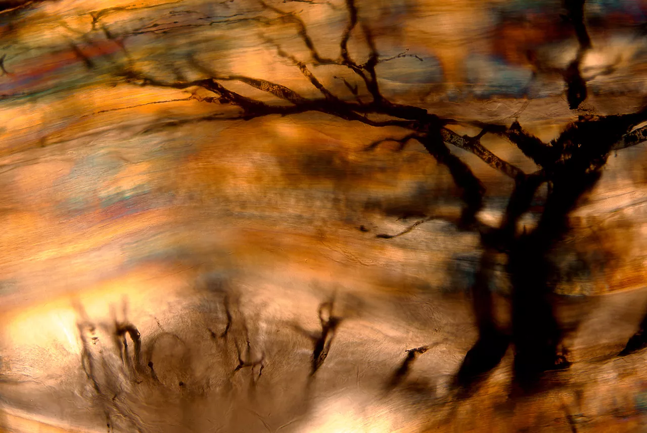 秋色。灌墨血管组织切片，X100，明视野+ 偏振光，2013