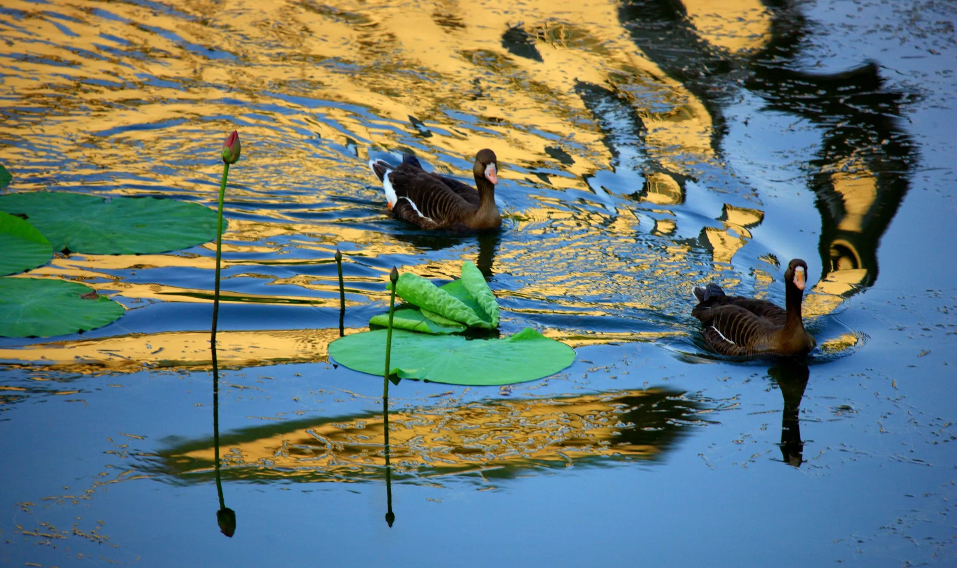 79a-2011-7-北京紫竹院_resize.JPG